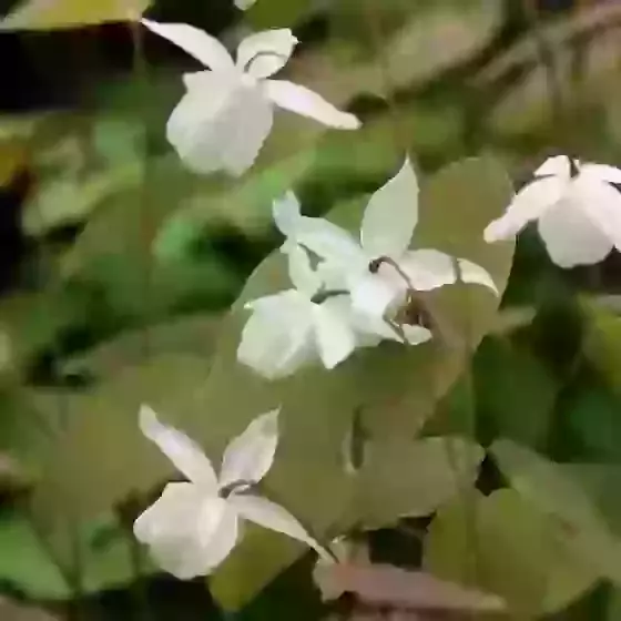 Epimedium × youngianum Niveum Snowy barrenwort 